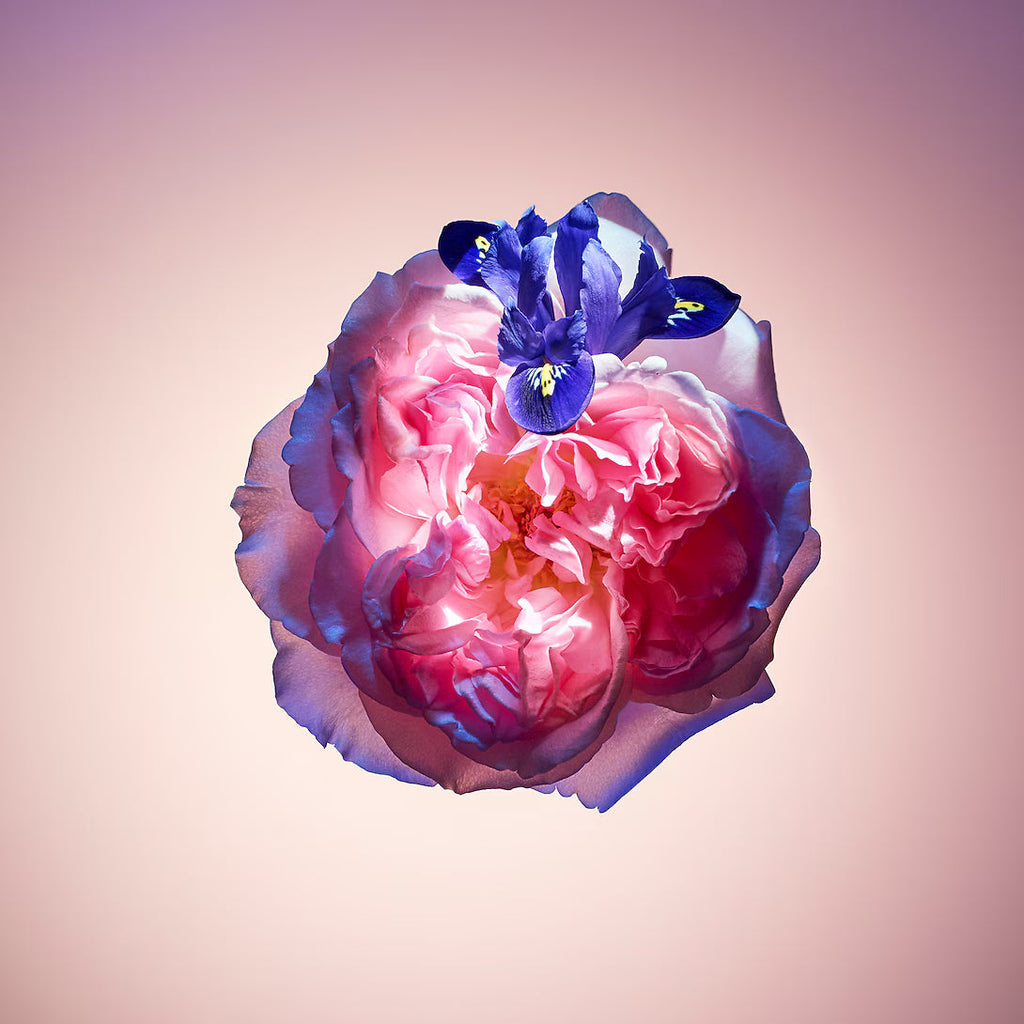 LP0468 Rose des Vents